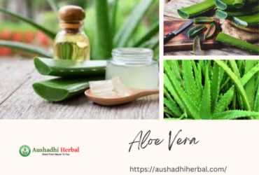 Besrt Aloe Vera Extract Manufacturer in Delhi – Aushadhi Herba