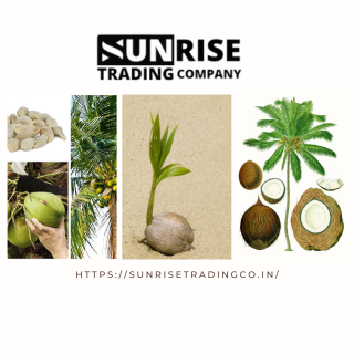 Coconut Seeds Manufacturers in Gujarat – Sunrise Trading Company