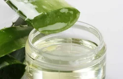 Best Aloe Vera Extract Manufacturer in Delhi Dial – +91-9990708948