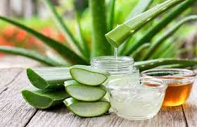 Best Aloe Vera Extract Suppliers in Delhi- Call Now 9990708948