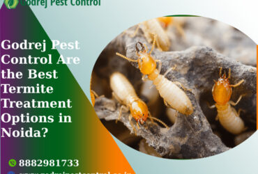 Godrej Pest Control Are the Best Termite Treatment Options in Noida