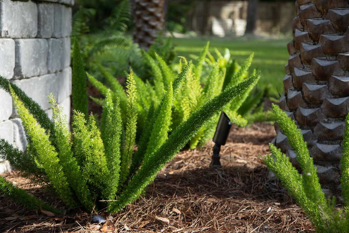 Enjoy the Landscaping Magic in Jacksonville