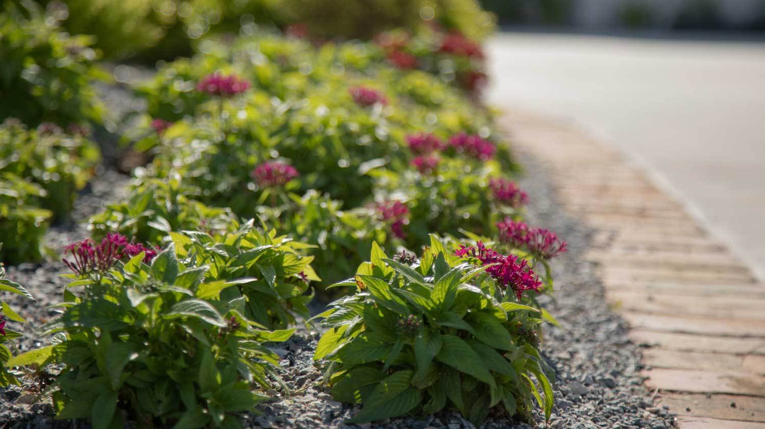 Enjoy the Landscaping Magic in Jacksonville