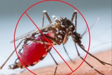 Mosquito Control Services in Faridabad – Urban Pest Control