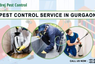 Pest Control Services in Gurgaon | Godrej Pest Control