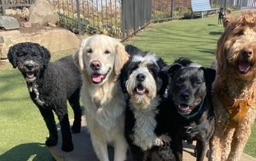 Dog Daycare with Transportation Near Me: Ultimate Convenience